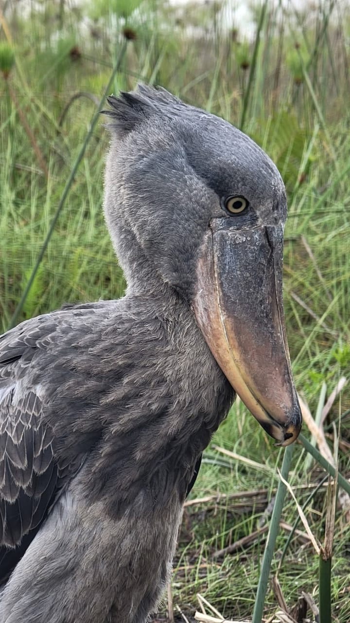 Shoebill standing among papyrus reeds at Mabamba Swamp