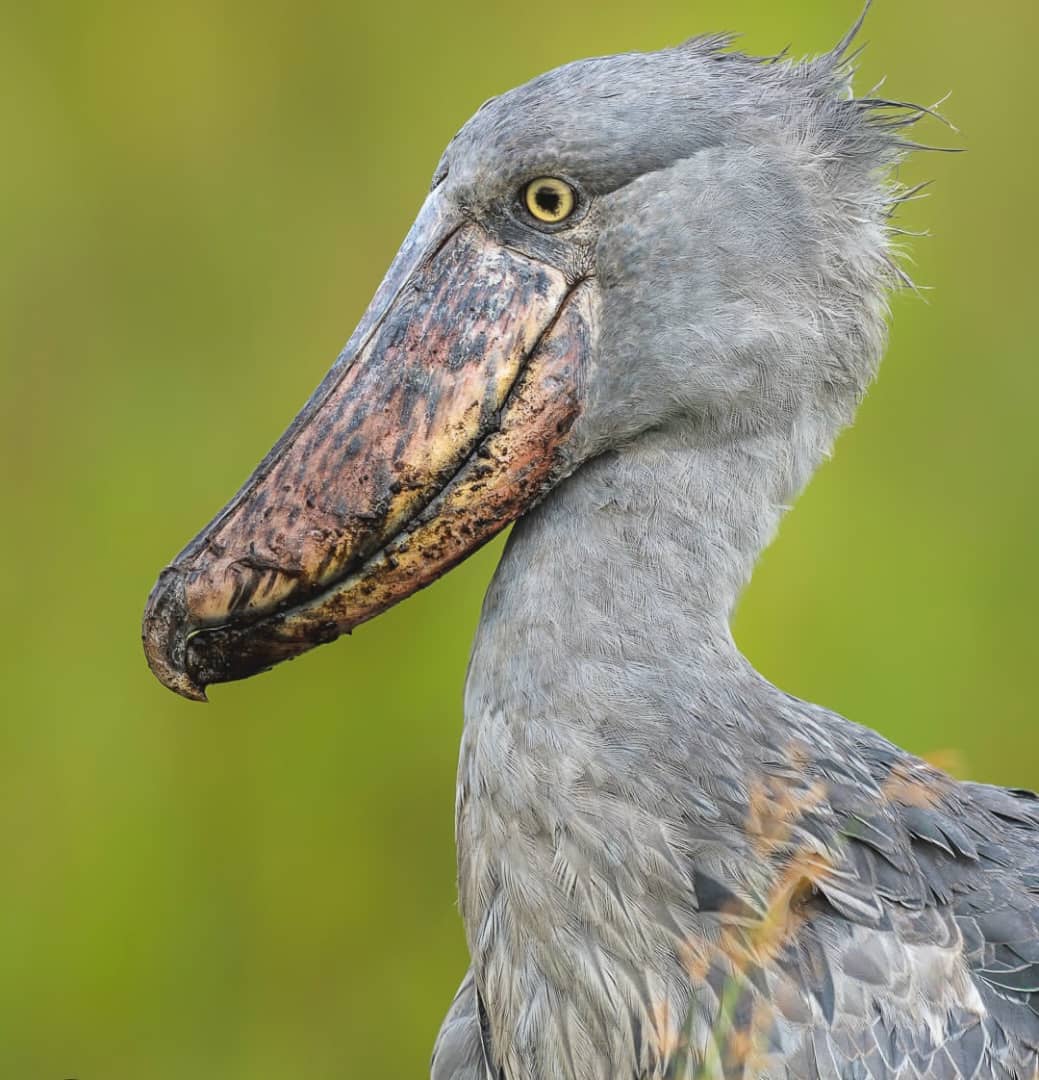 Close-up portrait of a shoebill stork showing its huge hooked bill